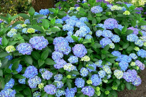 hydrangea large-leaved care