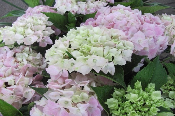 hydrangea na malakihang pagtatanim