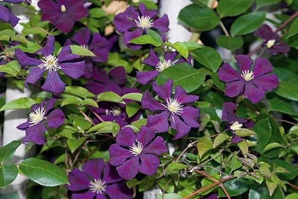 mga pagkakaiba-iba ng clematis para sa siberia