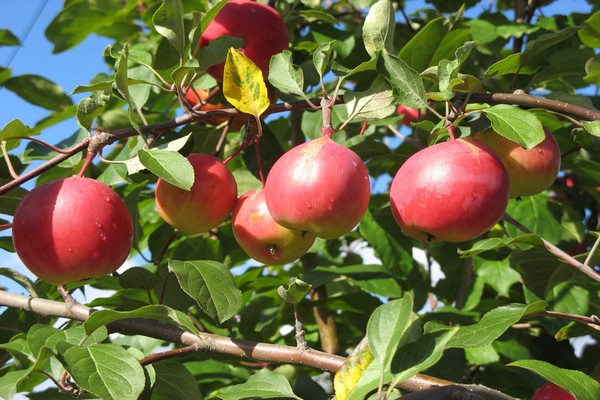 apple tree screen description