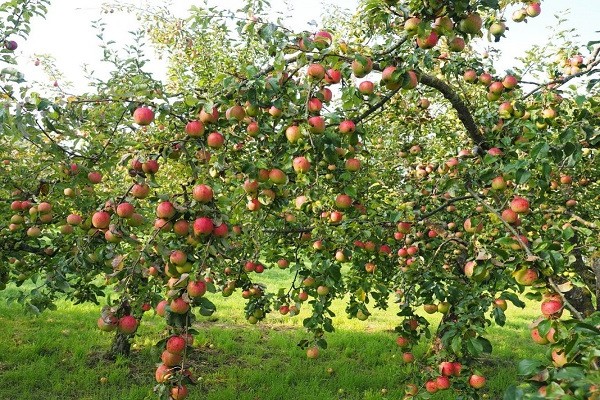 larawan ng paglalarawan ng screen ng apple tree