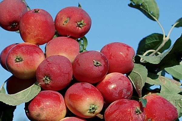 apple tree screen