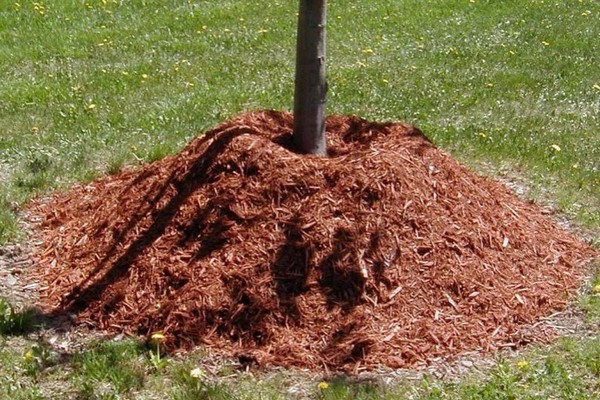 apple tree screen