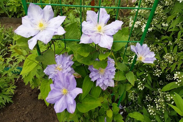 clematis blue exploited description