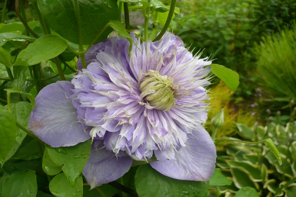 clematis asul na pinagsamantalahan mga larawan