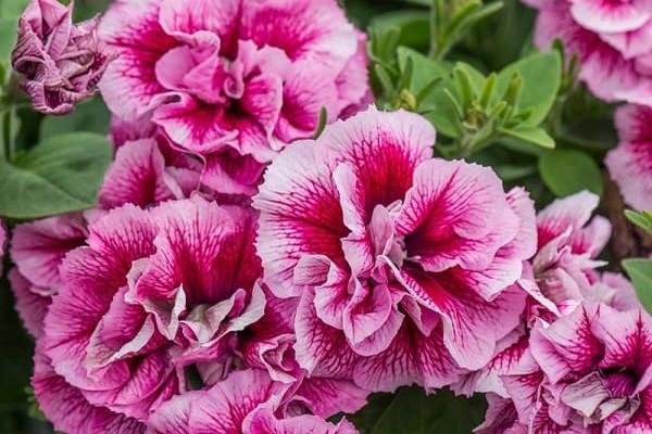 petunia tumbelina