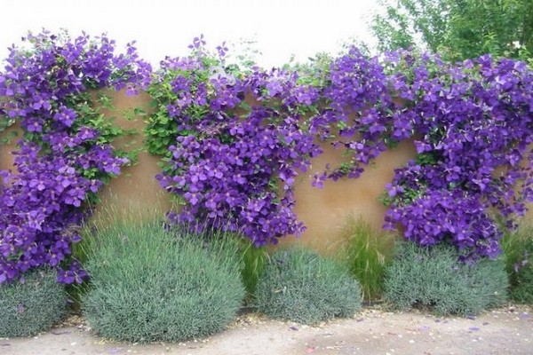 clématite étoile violette