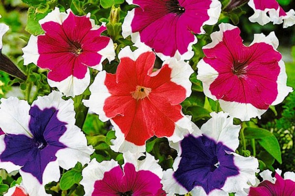 petunia ampelous