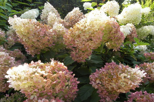 ang pinakamahusay na mga pagkakaiba-iba ng hydrangeas