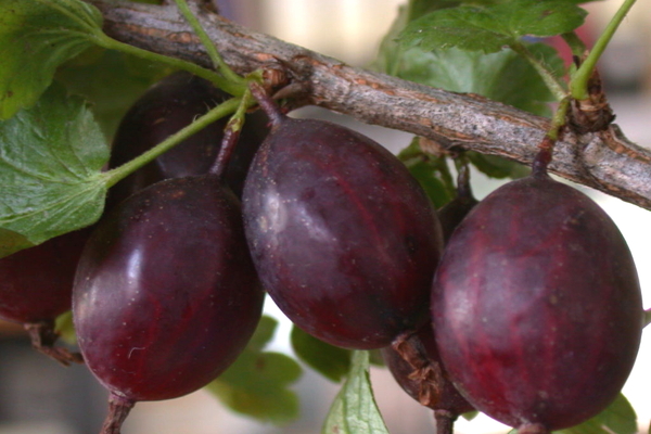 how to form a standard gooseberry