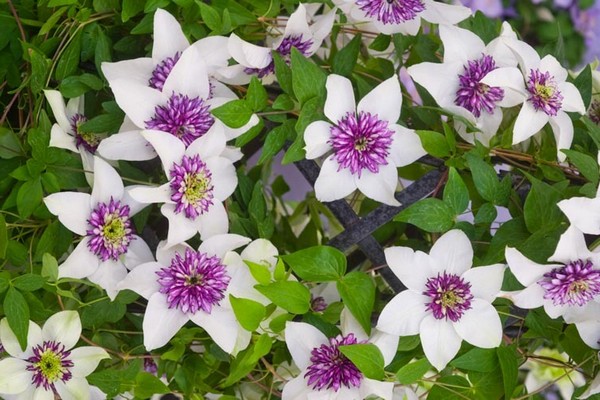 liana clematis