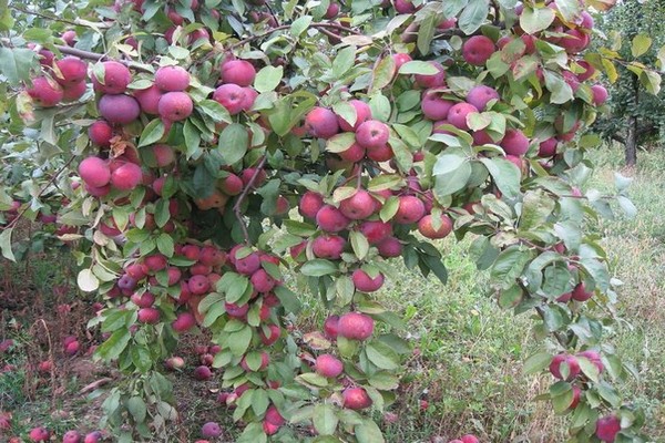 Apple-tree Florina - secrets of growing varieties, description, photo ...