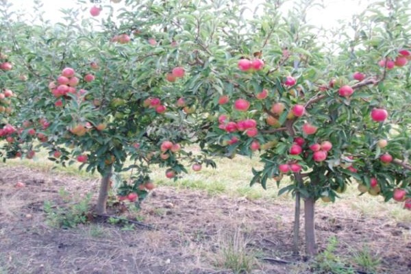 florina apfelbaum beschreibung