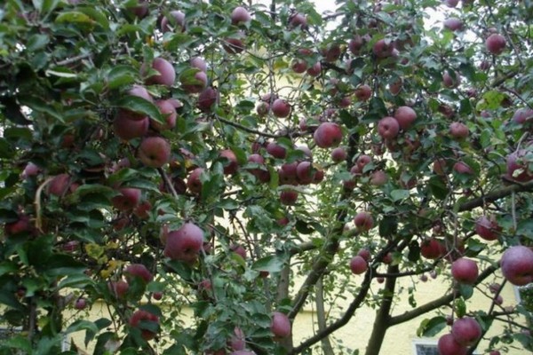 paglalarawan ng puno ng florina apple