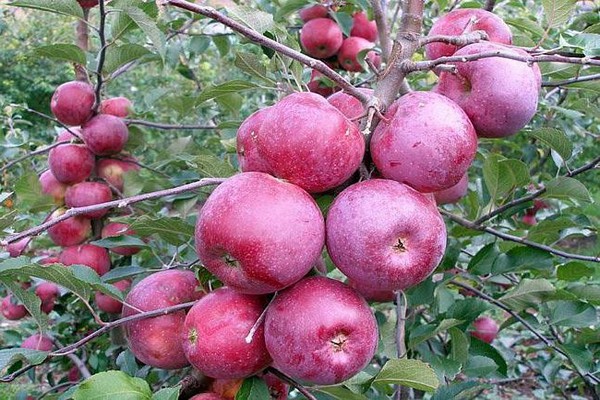 pagkakaiba-iba ng paglalarawan ng apple florina