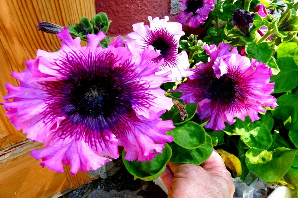 petunia flowers