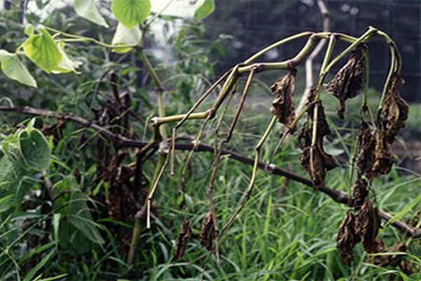 fungal disease ng clematis