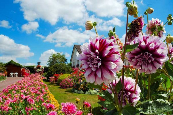 perennial dahlias planting + and care