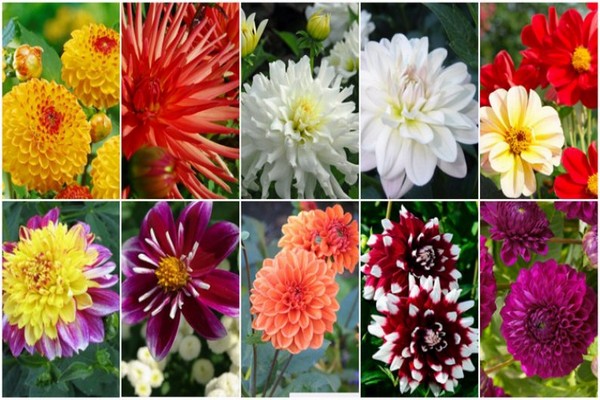 perennial dahlias