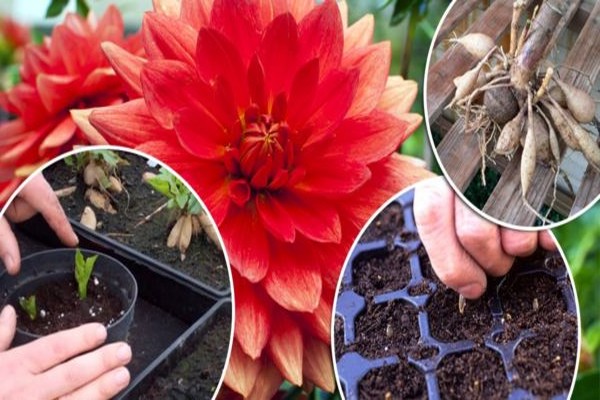 dahlias perennial planting