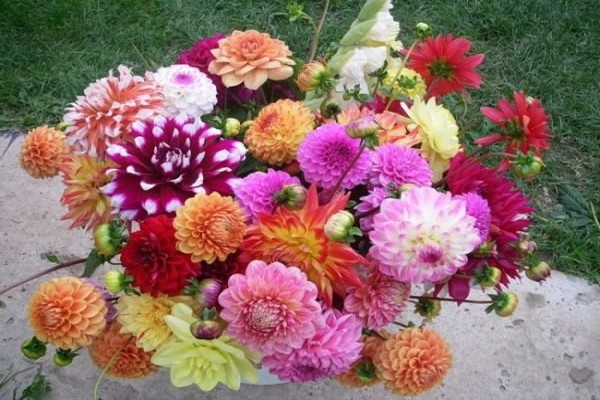 dahlias perennial care