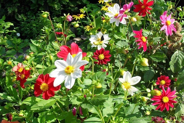 Dahlias annuals Funny guys photo