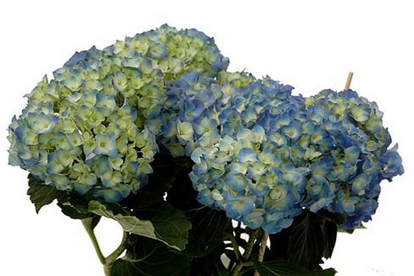 feed the hydrangea lemon