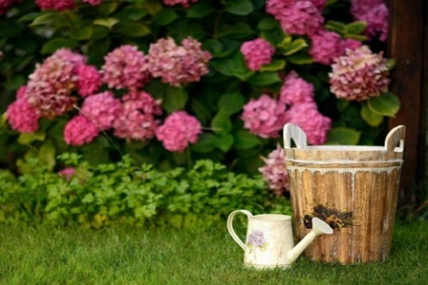 pour lemon hydrangea