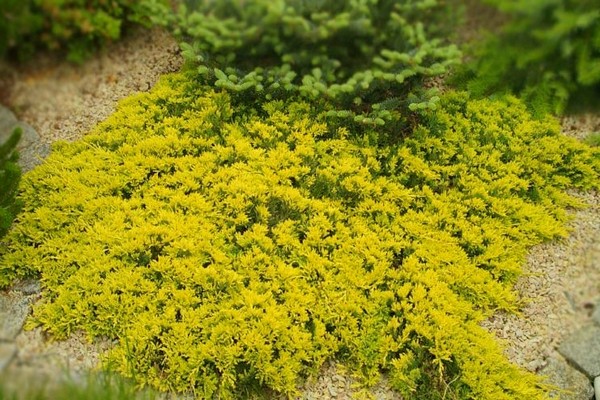 juniper golden carpet description