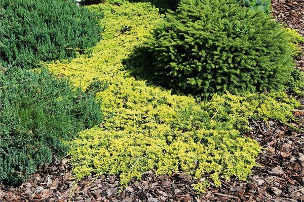 juniper horizontal golden carpet