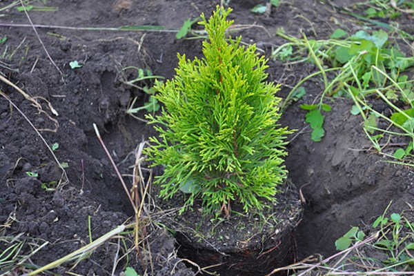 juniper golden carpet