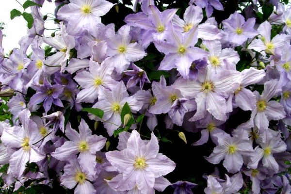 varieties of clematis