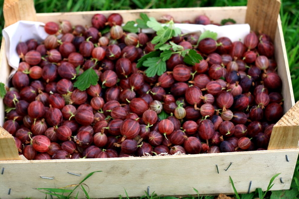 red gooseberry