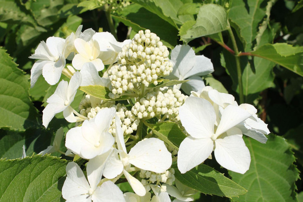 Hortensie Levan paniculata