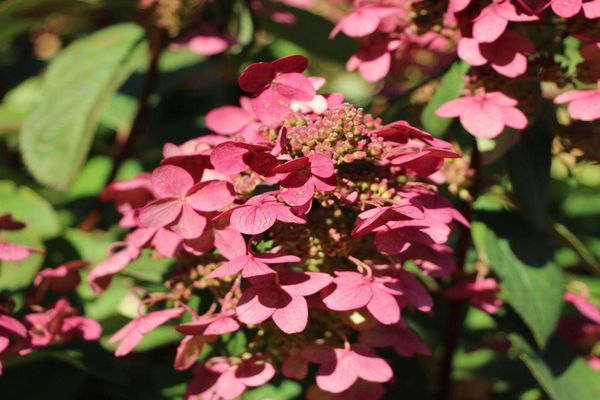 Hortensie Magisches Feuer