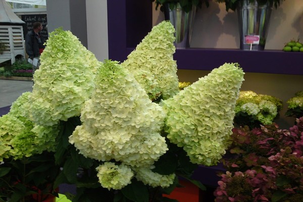 Hortensie Magisches Mondlicht