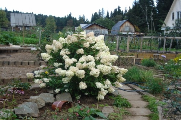 hardin hydrangea + sa Urals