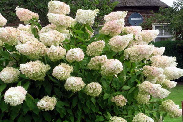 ang pinakamahusay na mga pagkakaiba-iba ng hydrangeas