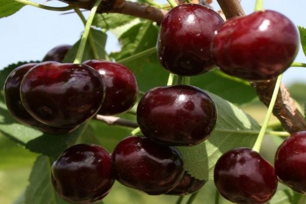 mga varieties ng cherry