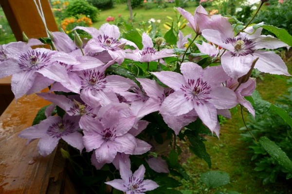 mga pagkakaiba-iba ng clematis para sa siberia