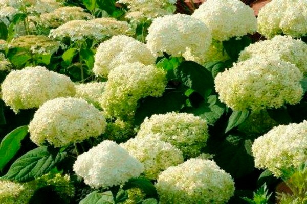 mga pagkakaiba-iba ng puno ng hydrangea