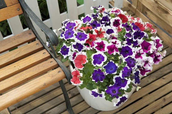 petunia flowers