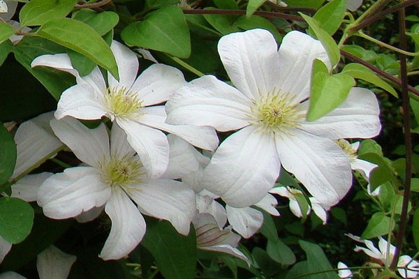 iba't ibang mga larawan ng clematis + at mga pangalan