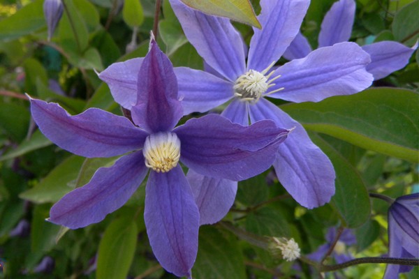 nagtatanim ng clematis + sa mga Ural