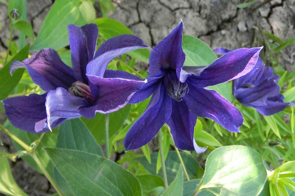 Beschreibung der Clematis-Sorten