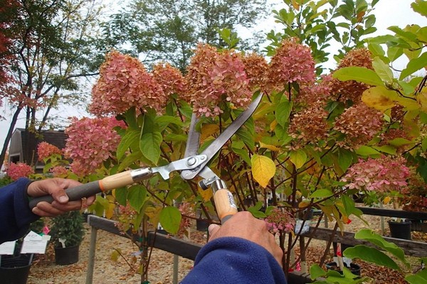 Hortensienblüte