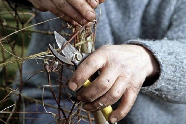 clematis planting + and care + in the open