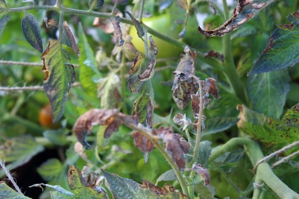 Cladosporiosis tomato treatment