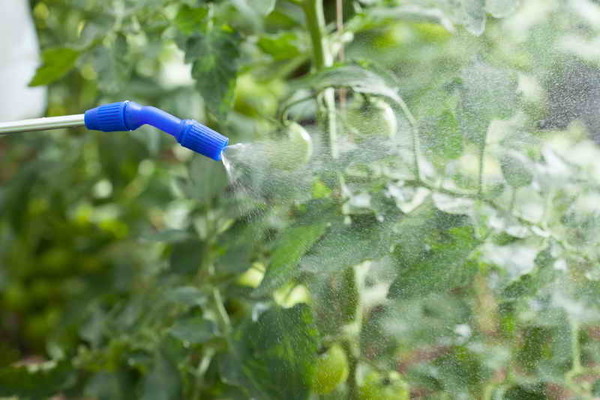 Cladosporiosis tomato treatment