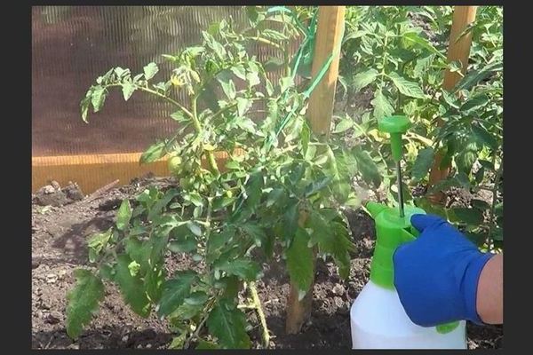 Cladosporium disease of tomatoes in the greenhouse and in the ground